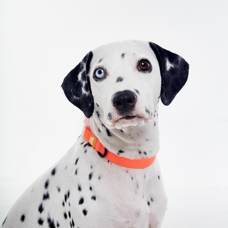 Pet Joot Christmas Allweather Waterproof Dog Collar - Seven Colors, Detachable, Durable PVC with Honeycomb Design, Quick Release Buckle, Eco-Friendly Plastic Clasp Small Puppy